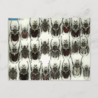 Postcard with Goliath beetles