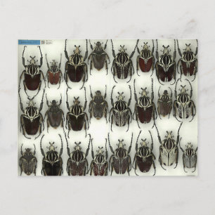 Postcard with Goliath beetles