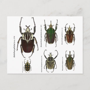 Postcard with Goliath beetles