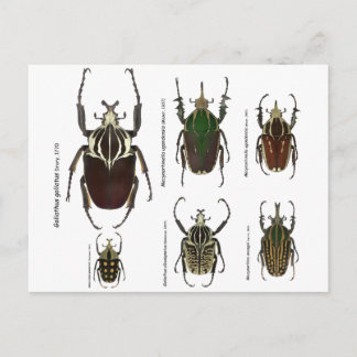 Postcard with Goliath beetles
