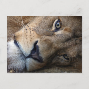 Postcard with lion