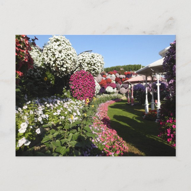 Postcard with petunias (Front)