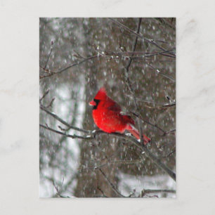 postcard with photo of male cardinal