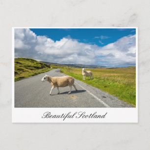 Postcard with sheep in Scotland