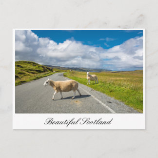 Postcard with sheep in Scotland