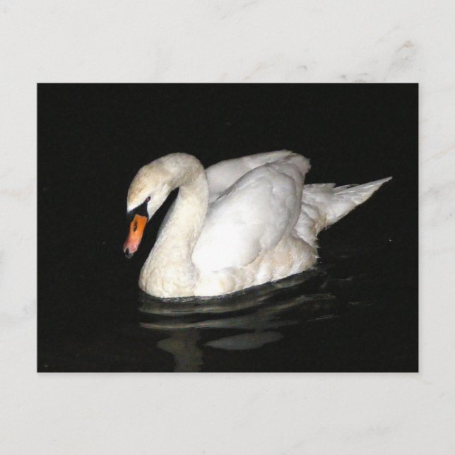 Postcard with swan (Front)