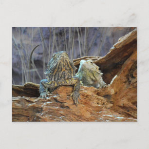 Postcard with two curious lizards