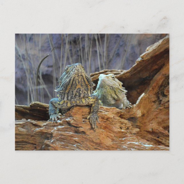 Postcard with two curious lizards (Front)