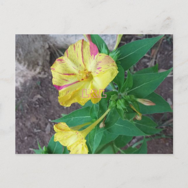 Postcard with white envelope  (Front)