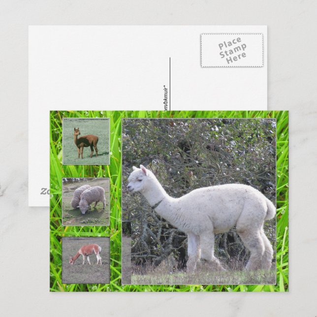 Postcard - Wool on the hoof (Front/Back)