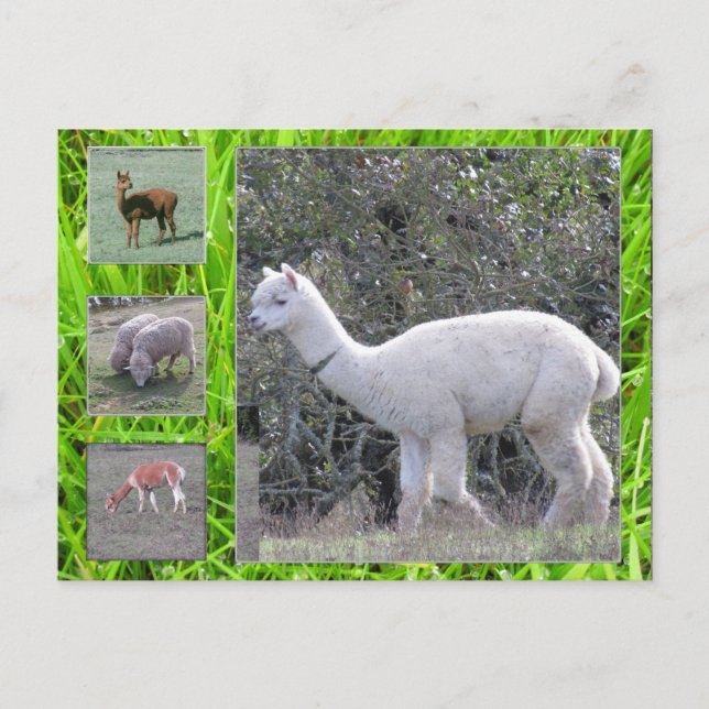 Postcard - Wool on the hoof (Front)