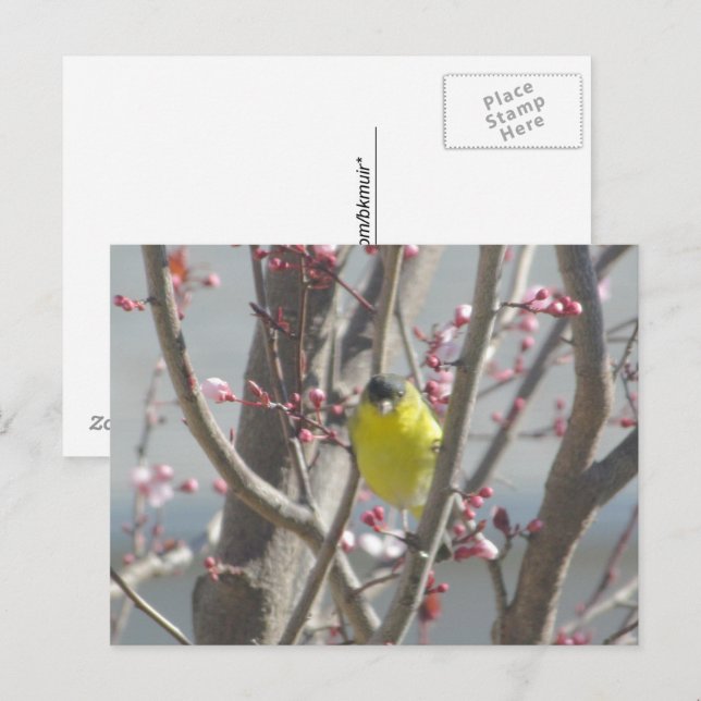 Postcard - Yellow Finch in Cherry Tree (Front/Back)