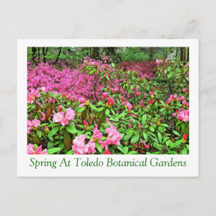 postcardAZALEAS AND RHODODENDRON AT TOLEDO BOTANIC Postcard