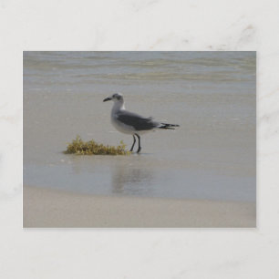 postcards