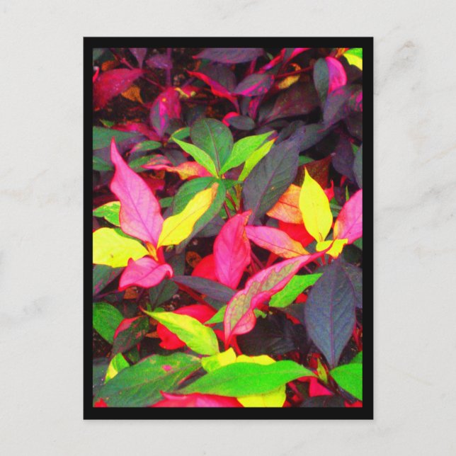 Postcards-City Flowers-14 Postcard (Front)