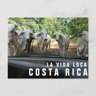 Postcards from Paradise Vacation Photo Postcard