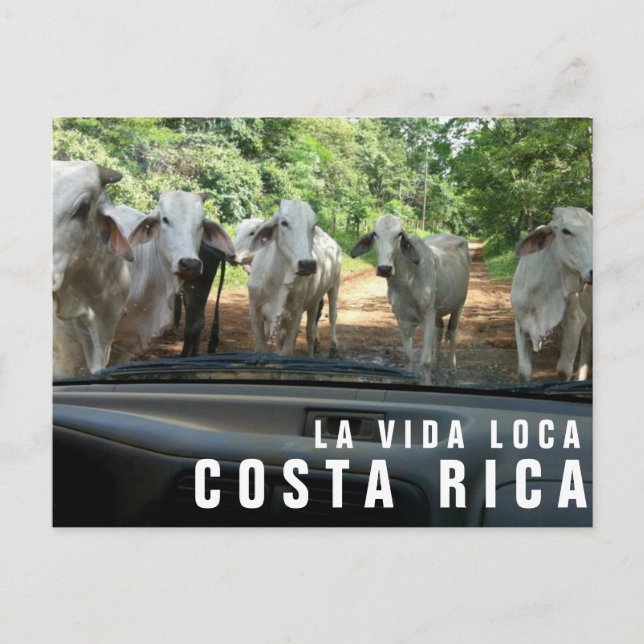 Postcards from Paradise Vacation Photo Postcard (Front)