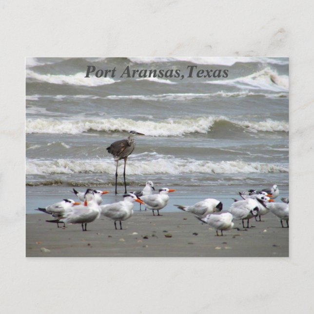 Postcards from the Texas Coast! (Front)