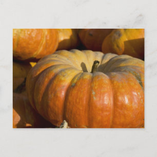 Postcards:  Great Pumpkin Postcard