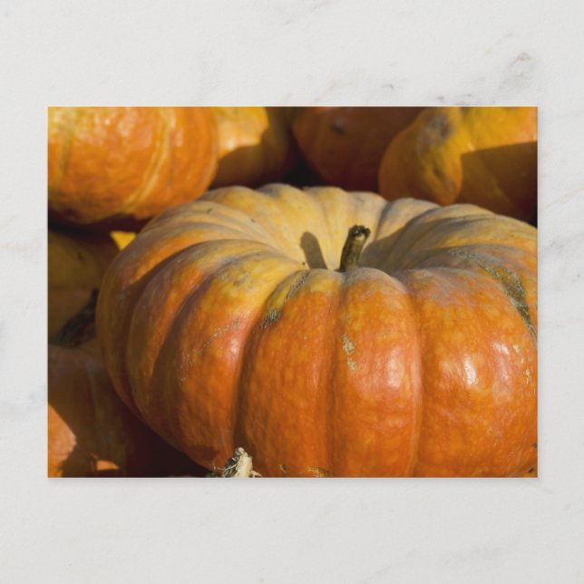 Postcards:  Great Pumpkin Postcard (Front)