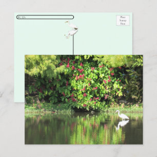 Postcrossing:  A Great Egret Fishing in the Swamp Holiday Postcard