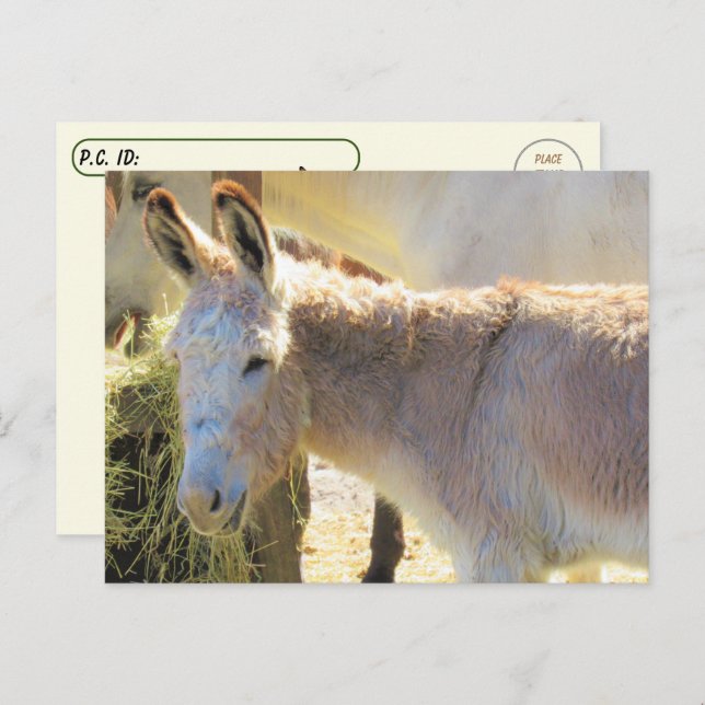 Postcrossing  - Adorable Donkey Postcard (Front/Back)