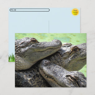Postcrossing - Alligator Party Postcard