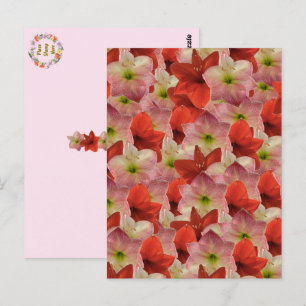 Postcrossing - Amaryllis Floral Postcard