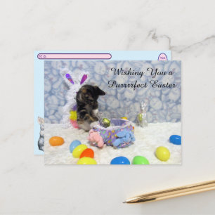 Postcrossing Bandit's Easter - Cat / Kitten Easter Holiday Postcard
