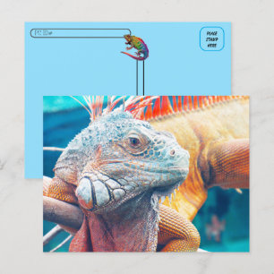 Postcrossing - Beautiful iguana Postcard