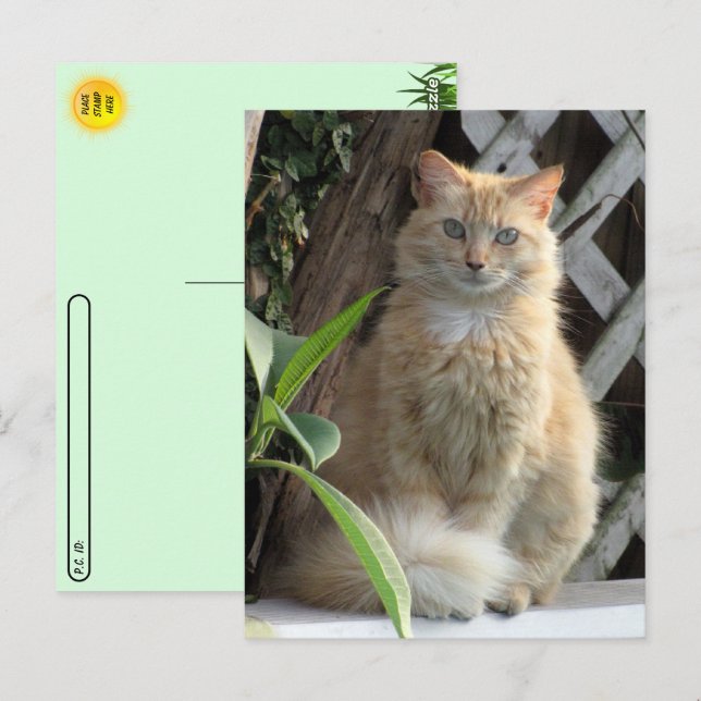 Postcrossing Beauty the Stray Cat's Postcard (Front/Back)