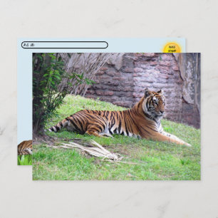 Postcrossing Bengal Tiger Postcard w/ ID Box