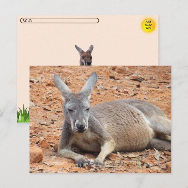 Postcrossing Confident Kangaroo Postcard (Front/Back)
