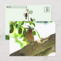 Postcrossing - Female Cardinal Backyard Bird