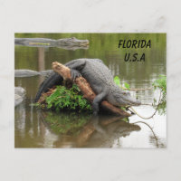 Postcrossing Florida Alligator w ID Box