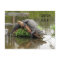 Postcrossing Florida Alligator w ID Box