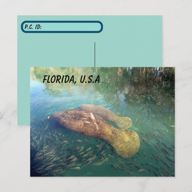 Postcrossing Florida Manatee and Baby w ID Box Postcard (Front/Back)