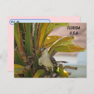 Postcrossing Florida State Bird w ID Box Postcard