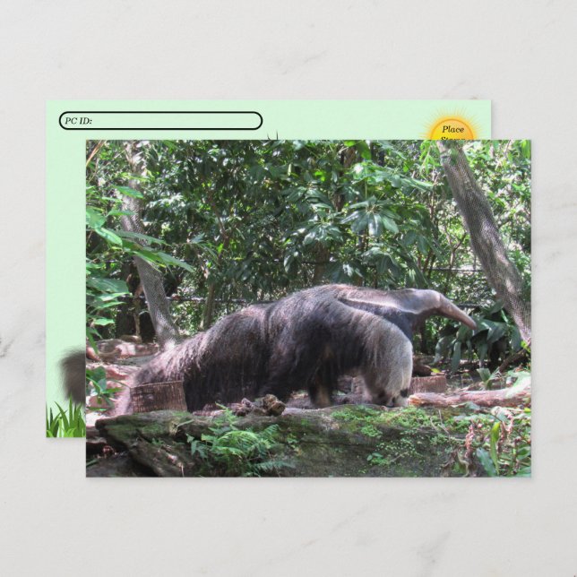 Postcrossing Giant Anteater Postcard (Front/Back)