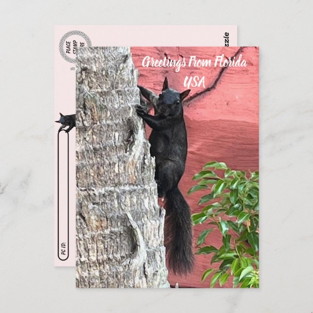 Postcrossing Greetings From ... Black Squirrel Postcard (Front/Back)