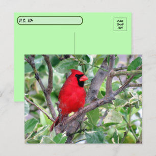 Postcrossing Handsome Male Cardinal Postcard