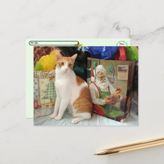Postcrossing - Kagan the Cat - Christmas  Holiday Postcard (Front/Back In Situ)