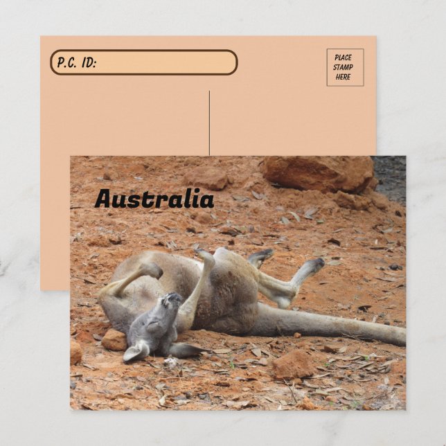 Postcrossing Kangaroo Rolling / Playing  Postcard (Front/Back)