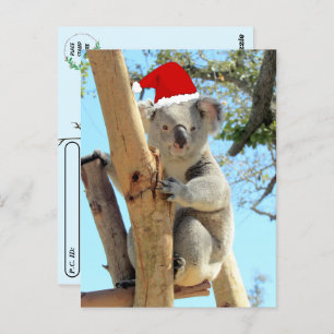 Postcrossing - Koala Christmas Postcard