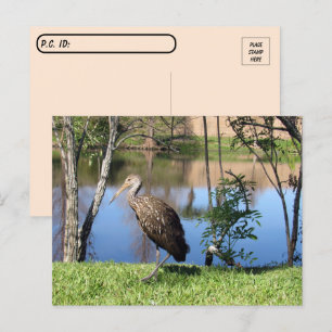 Postcrossing - Limpkin on the Lake Postcard