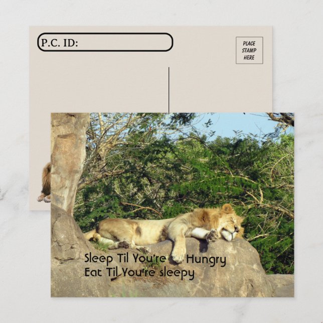 Postcrossing - Lion Sleep til You're Hungry Quote  Postcard (Front/Back)