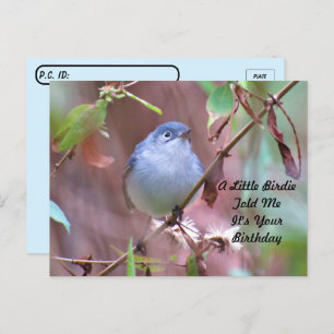 Postcrossing Little Birdie Birthday Postcard