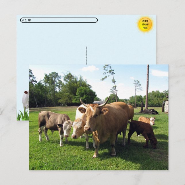 Postcrossing Lots of Cows & a Couple little Bulls Postcard (Front/Back)