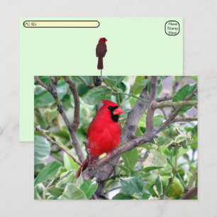 Postcrossing -Male Cardinal Bird Watching Postcard