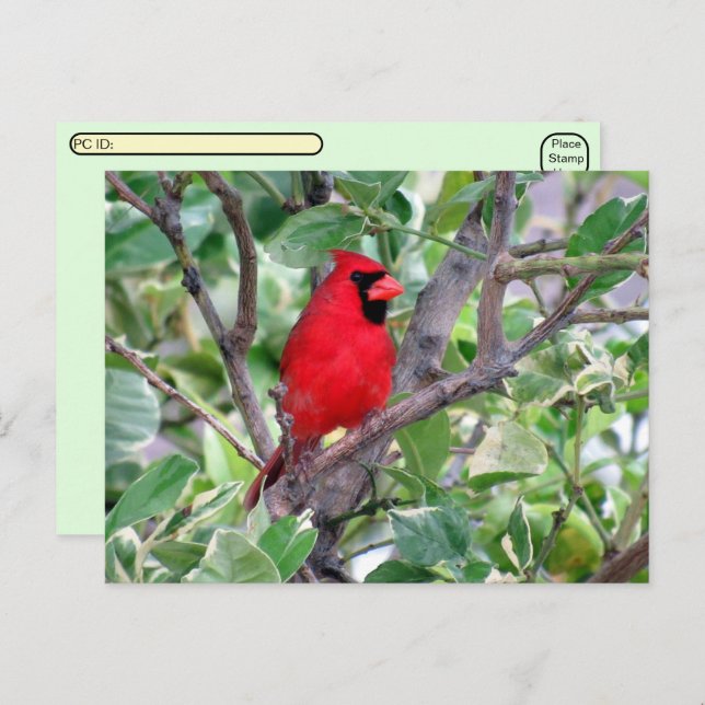 Postcrossing -Male Cardinal Bird Watching Postcard (Front/Back)